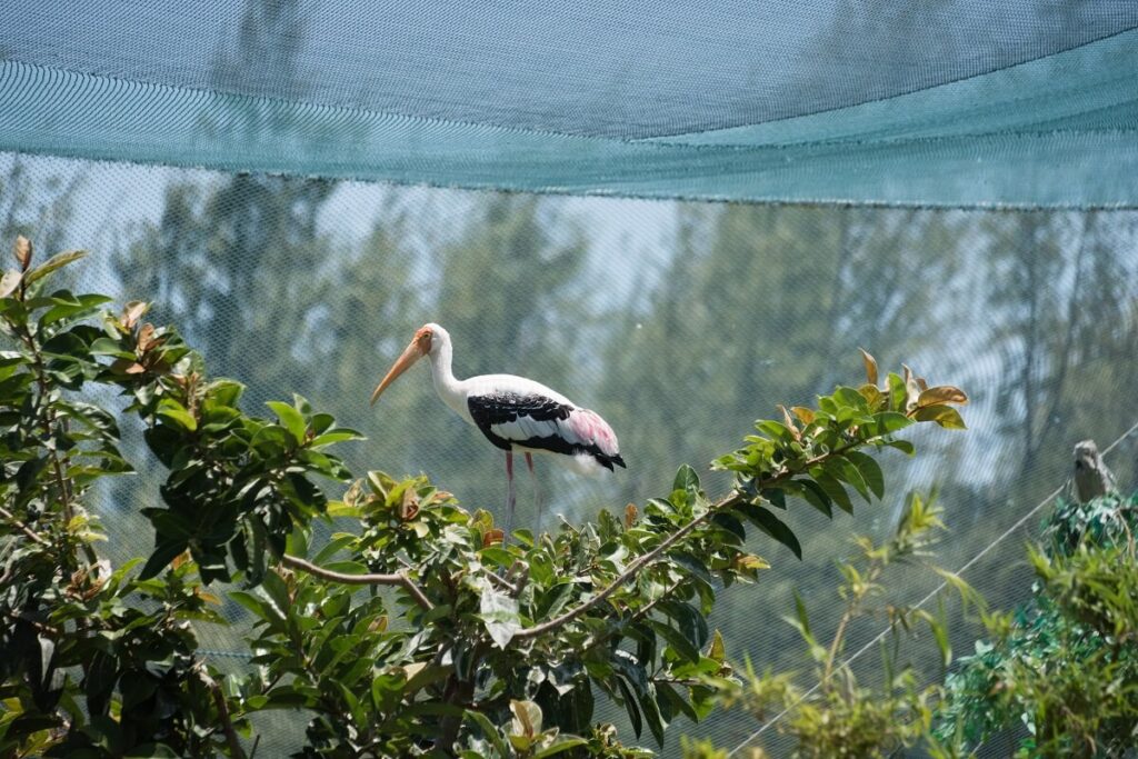 FLC Zoo Safari Park Quy Nhơn 3