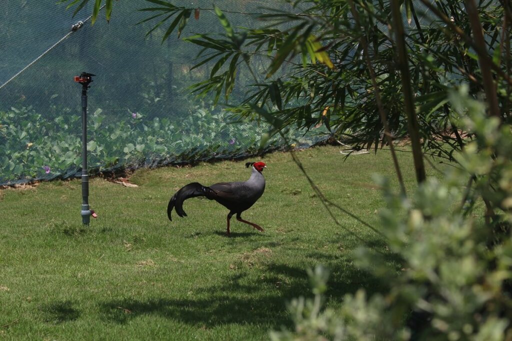 FLC Zoo Safari Park Quy Nhơn 4