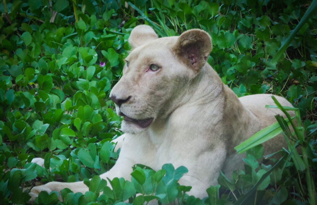 FLC Zoo Safari Park Quy Nhơn 5